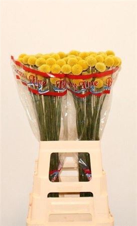 <h4>Craspedia Paint Pop</h4>