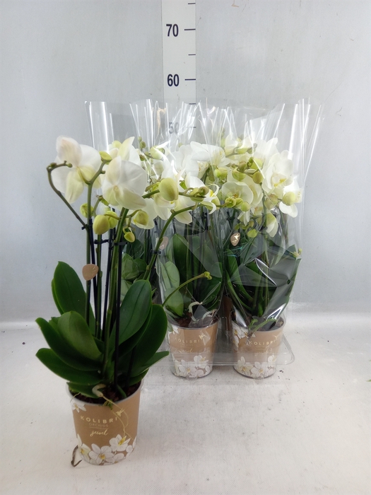 <h4>Phalaenopsis ...white</h4>