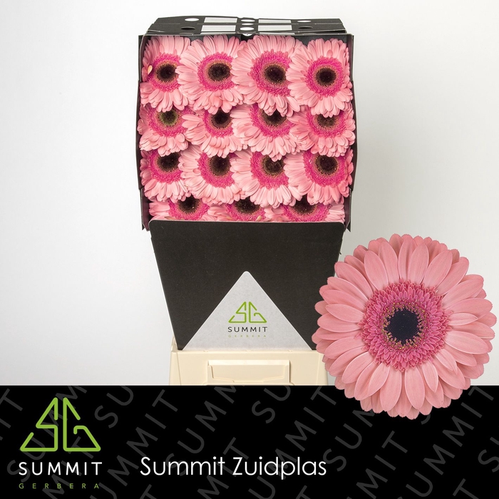 <h4>Gerbera Debut Diamond</h4>