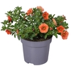 Calibrachoa mixkar op kleur