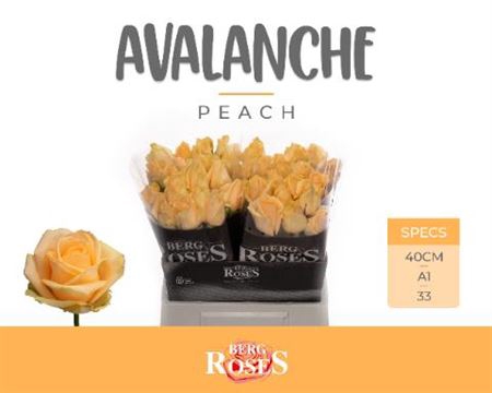 <h4>R Gr Avalanche Peach</h4>