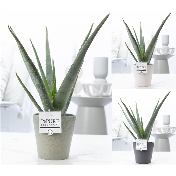 <h4>Aloe Vera in P&PURE Ruby ceramics ass. 3</h4>