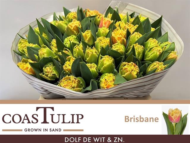 <h4>Tulipa fr brisbane</h4>