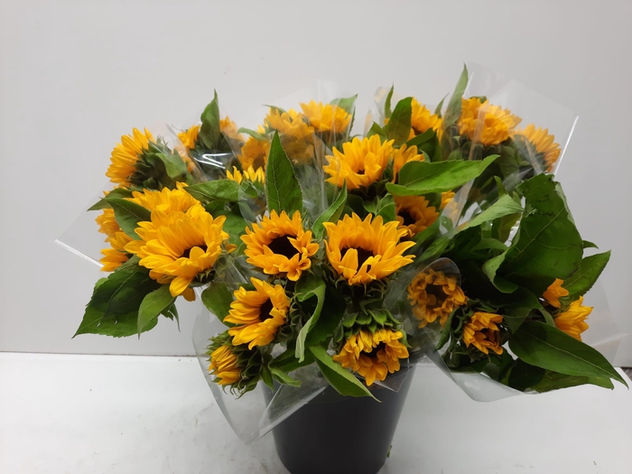 <h4>Mono Zonnebloem x5</h4>