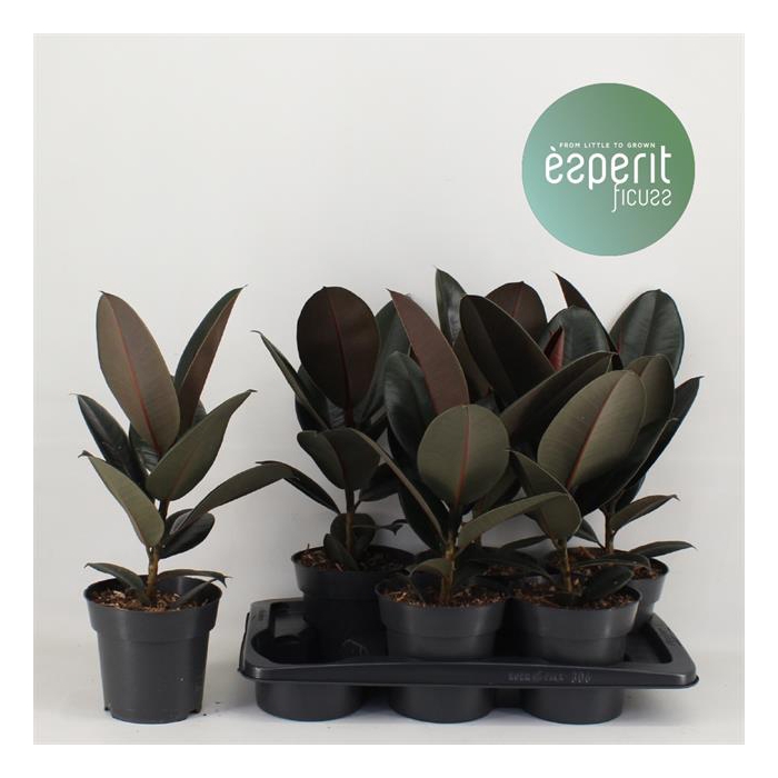 <h4>Ficus Abidjan 17Ø 55cm 1pp</h4>