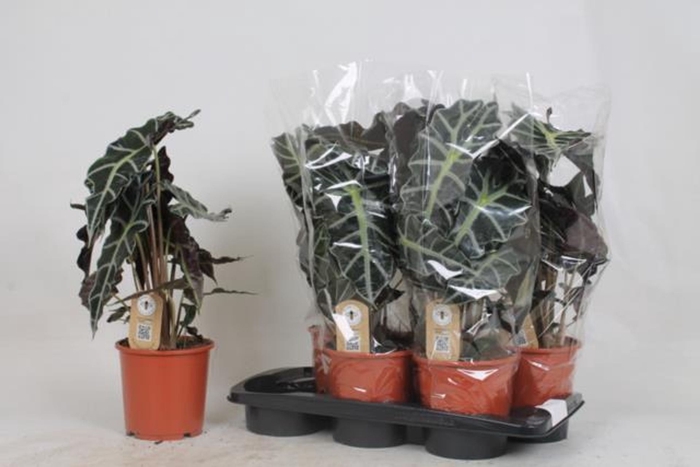 <h4>Alocasia Polly</h4>