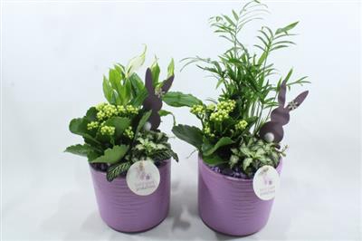 <h4>SC001 AMY LILA</h4>