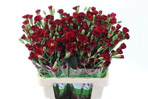 <h4>Dianthus sp chateau</h4>