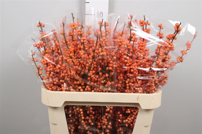<h4>Ilex Ve Winter Gold (x3)</h4>
