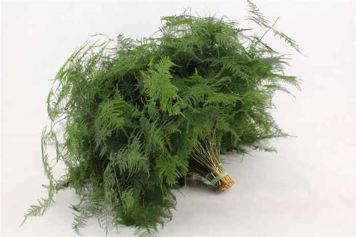 <h4>Asparagus Set Middel Getopt 70</h4>