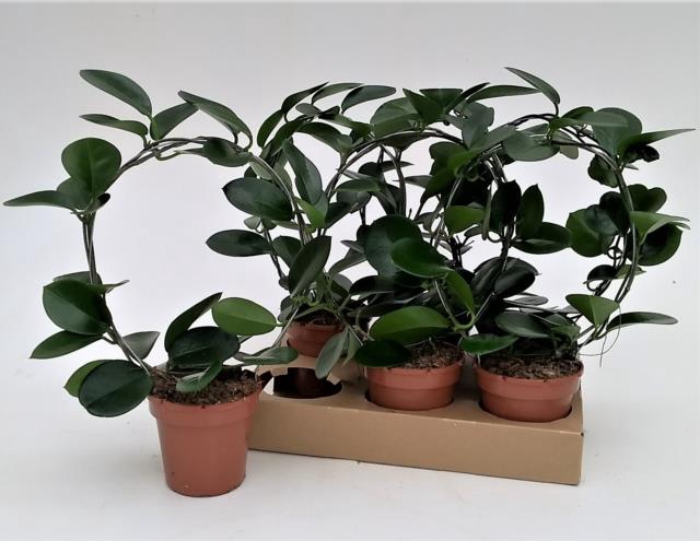 <h4>HOYA AUSTRALIS</h4>
