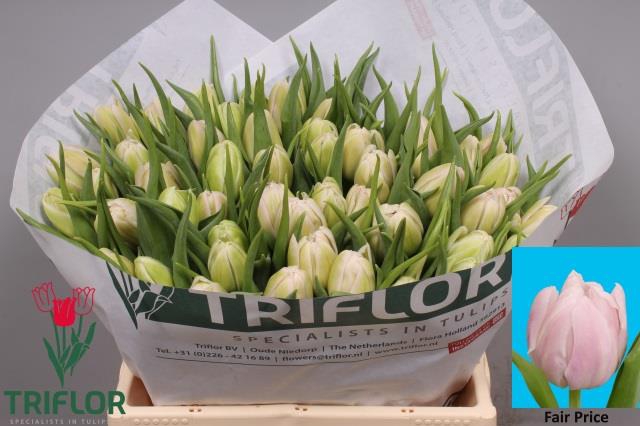 <h4>TU DU FAIR PRICE</h4>