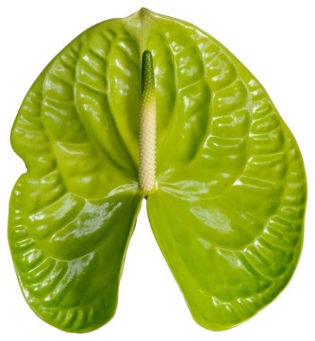 <h4>Anthurium grand slam</h4>