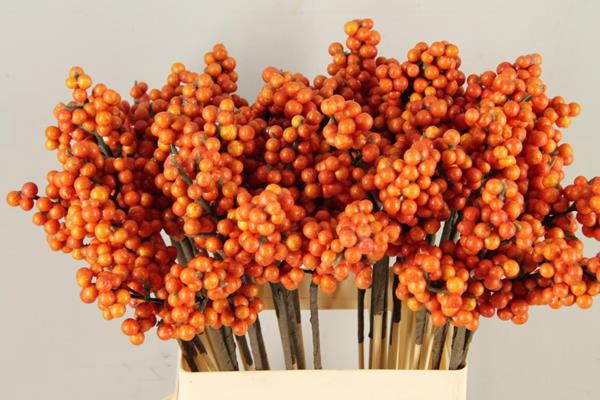 <h4>Stick Berries Ilex Orange</h4>