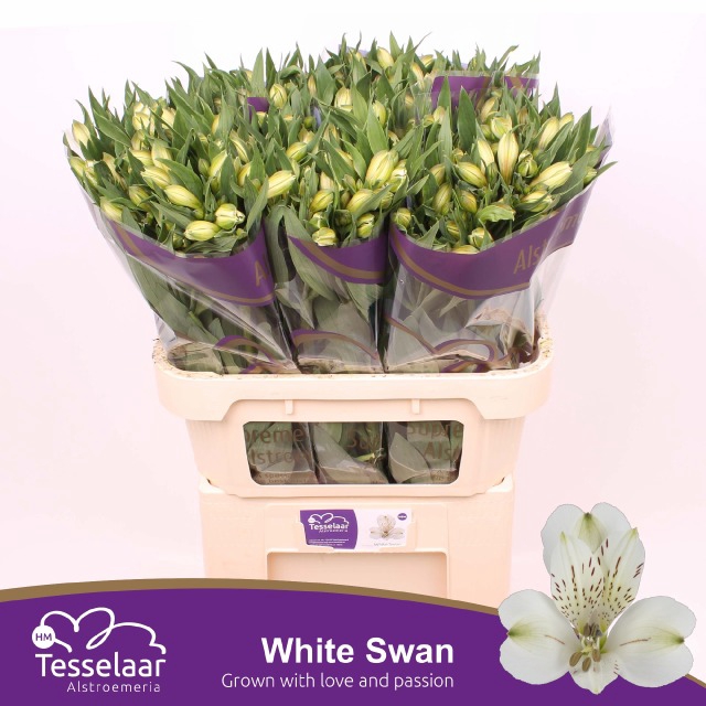 A&Z Flowers Webshop