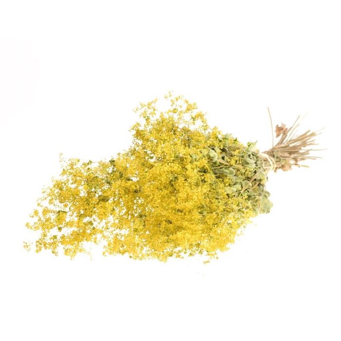 <h4>Alchemilla natural yellow</h4>