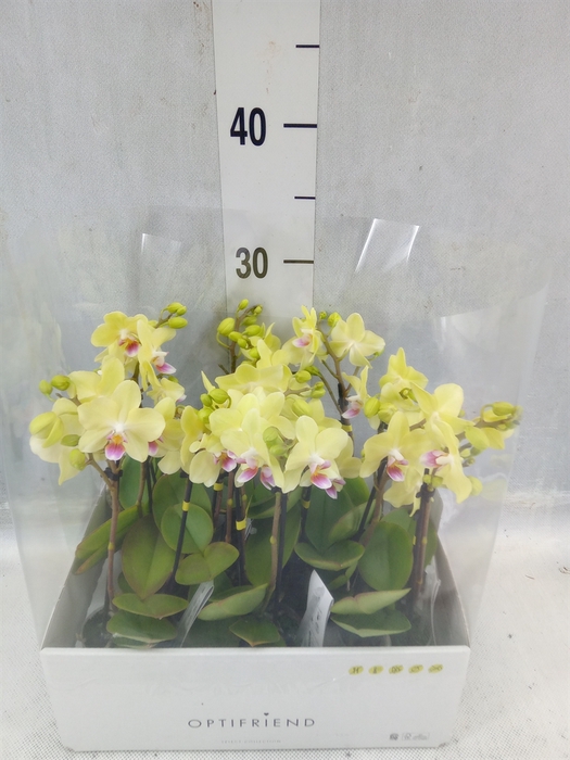 <h4>Phalaenopsis Multi. ...yellow</h4>
