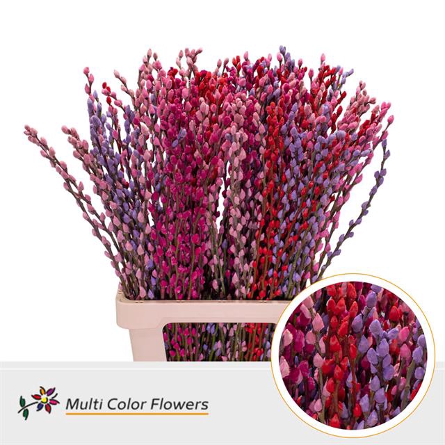 <h4>Salix paint pussy willow mix love</h4>