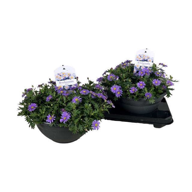 <h4>BRACH BRAS VIOLET</h4>