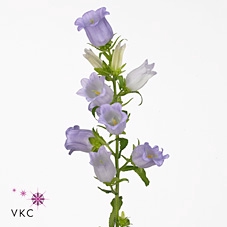 <h4>Campanula medium champion lavender</h4>
