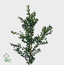 <h4>BUXUS 400</h4>