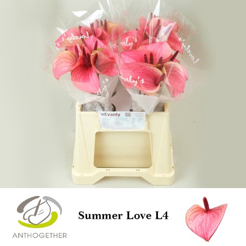 <h4>Anthurium love summer</h4>