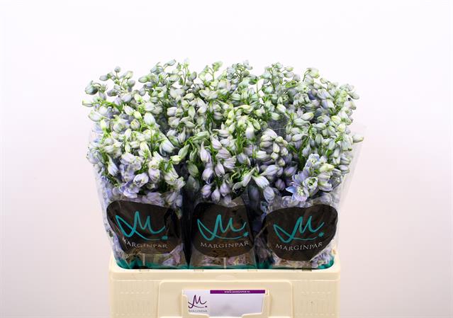 <h4>Delphinium el guardian lavender</h4>