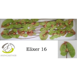 Anth A Elixer 16