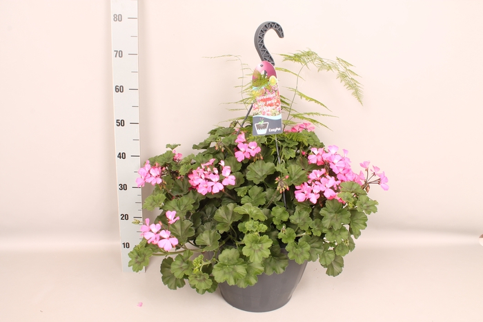 <h4>Hangpot 37 cm met waterreservoir Pelargonium Rose, Agapanthus</h4>