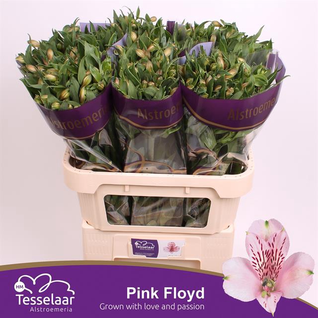 <h4>Alstroemeria pink floyd</h4>
