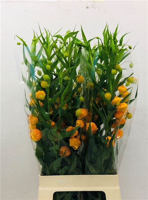 <h4>Sandersonia aurantiaca orange</h4>