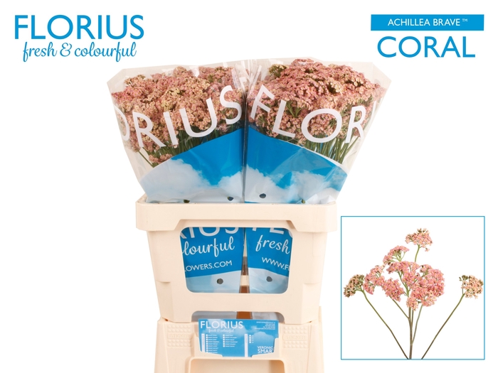 <h4>Achil M Brave Coral</h4>