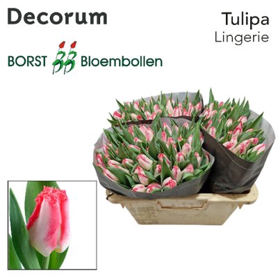 <h4>Tulipa fr lingerie</h4>