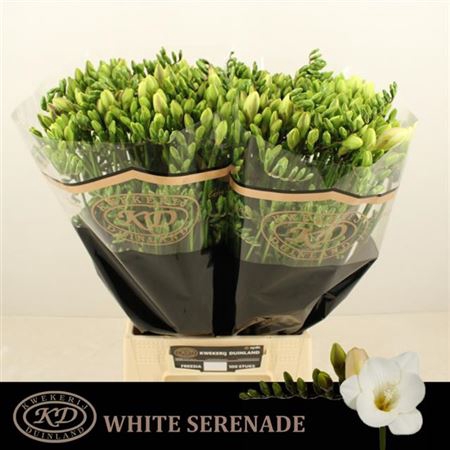 <h4>Fr En White Serenade</h4>