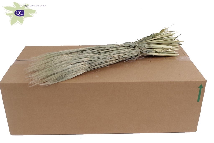 <h4>Hordeum per bunch frosted white</h4>