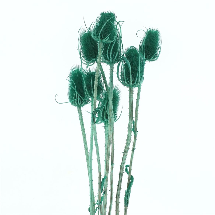 <h4>Dried Echinops Bleached Light Green</h4>