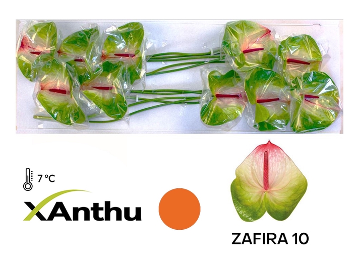 <h4>Anth A Zafira</h4>