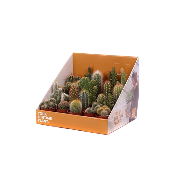 <h4>Cactus mix 5,5 cm in showdoos your lifetime plant</h4>