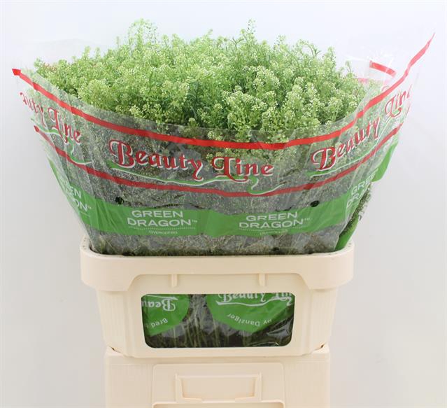 <h4>Thlaspi green dragon</h4>