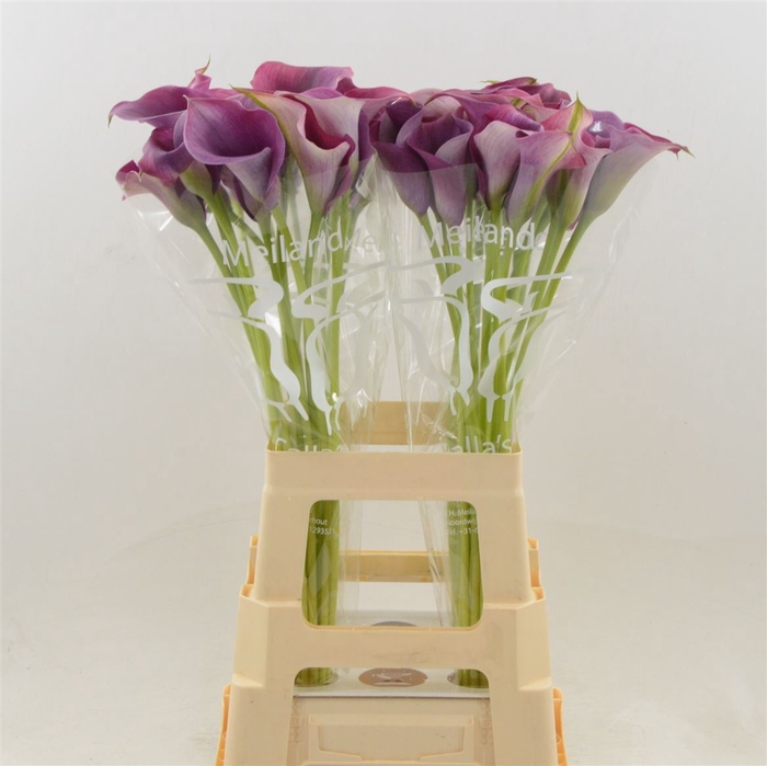 <h4>Calla Promise | Extra Large Flowers</h4>