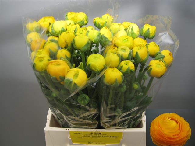 <h4>Ranunculus aazur yellow</h4>