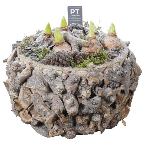 <h4>PTWH4534 Arrangementen Hyacinthus</h4>