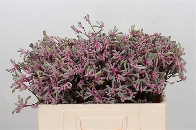 <h4>Anigozanthos pink joey</h4>