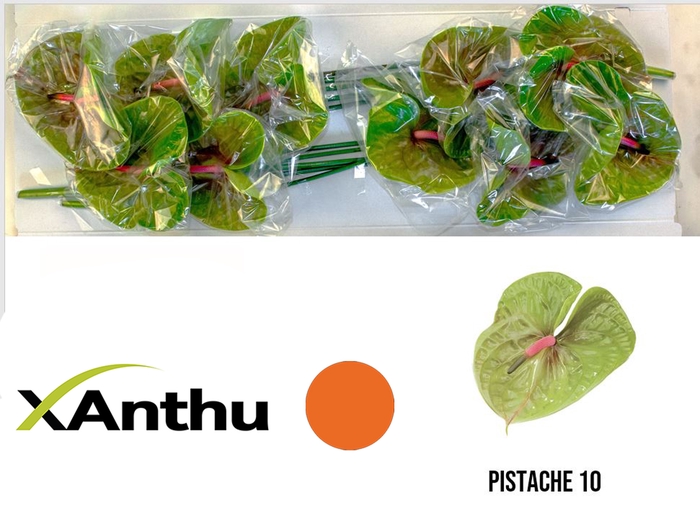<h4>ANTH A PISTACHE</h4>