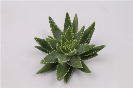 <h4>Aloe brevifolia cutflower</h4>