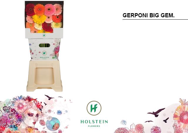 <h4>Gerbera diamond gerponi big mix</h4>
