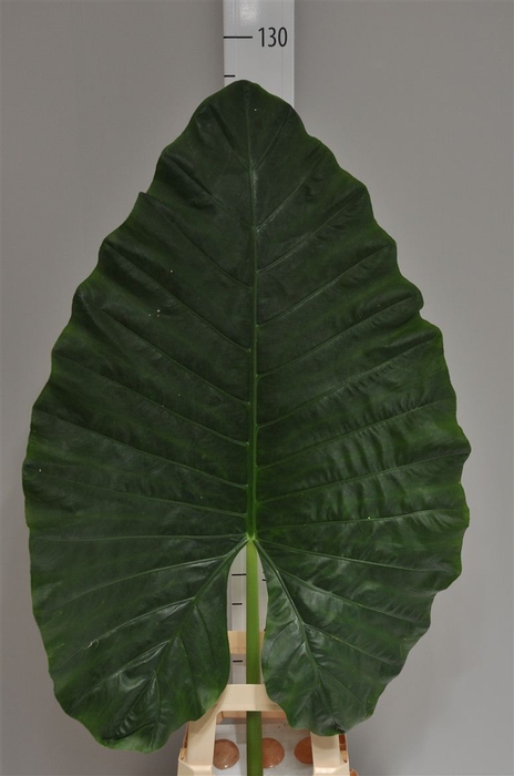 <h4>Alocasia Blad Xl</h4>