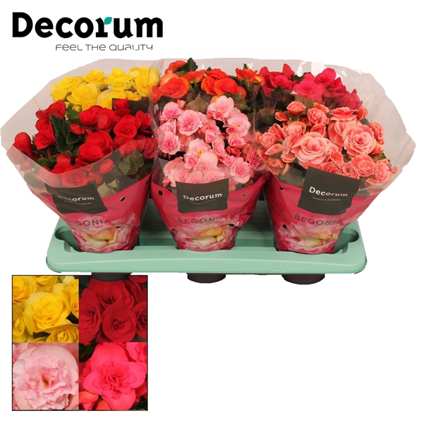 <h4>Begonia 13cm mix in tray(5 kleuren) Decorum</h4>
