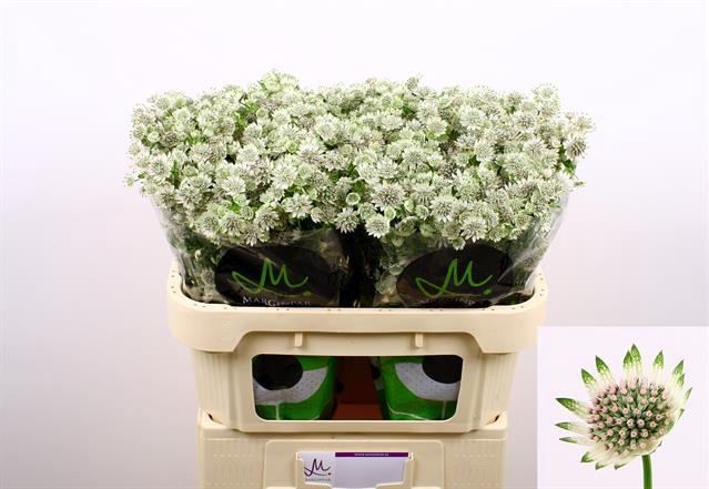 <h4>Astrantia billion stars</h4>