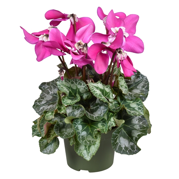 <h4>Cyclamen grootbloemig ''Fleur en Voque Purple''</h4>